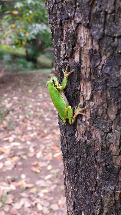 通信写真